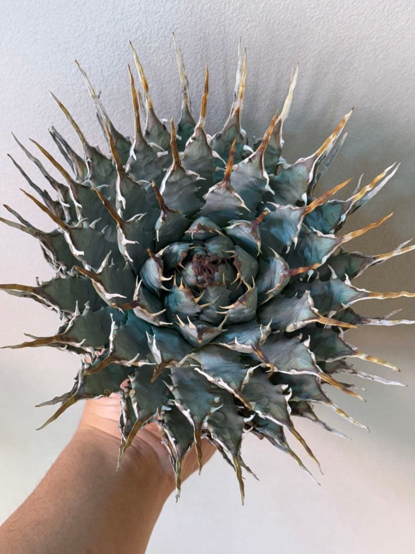 アガベ　ユタエンシス　エボリスピナ　陽炎　大株