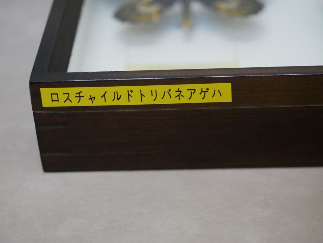 蝶標本  ロスチャイルドトリバネアゲハ 産地別コレクション 研究用 大型ドイツ箱