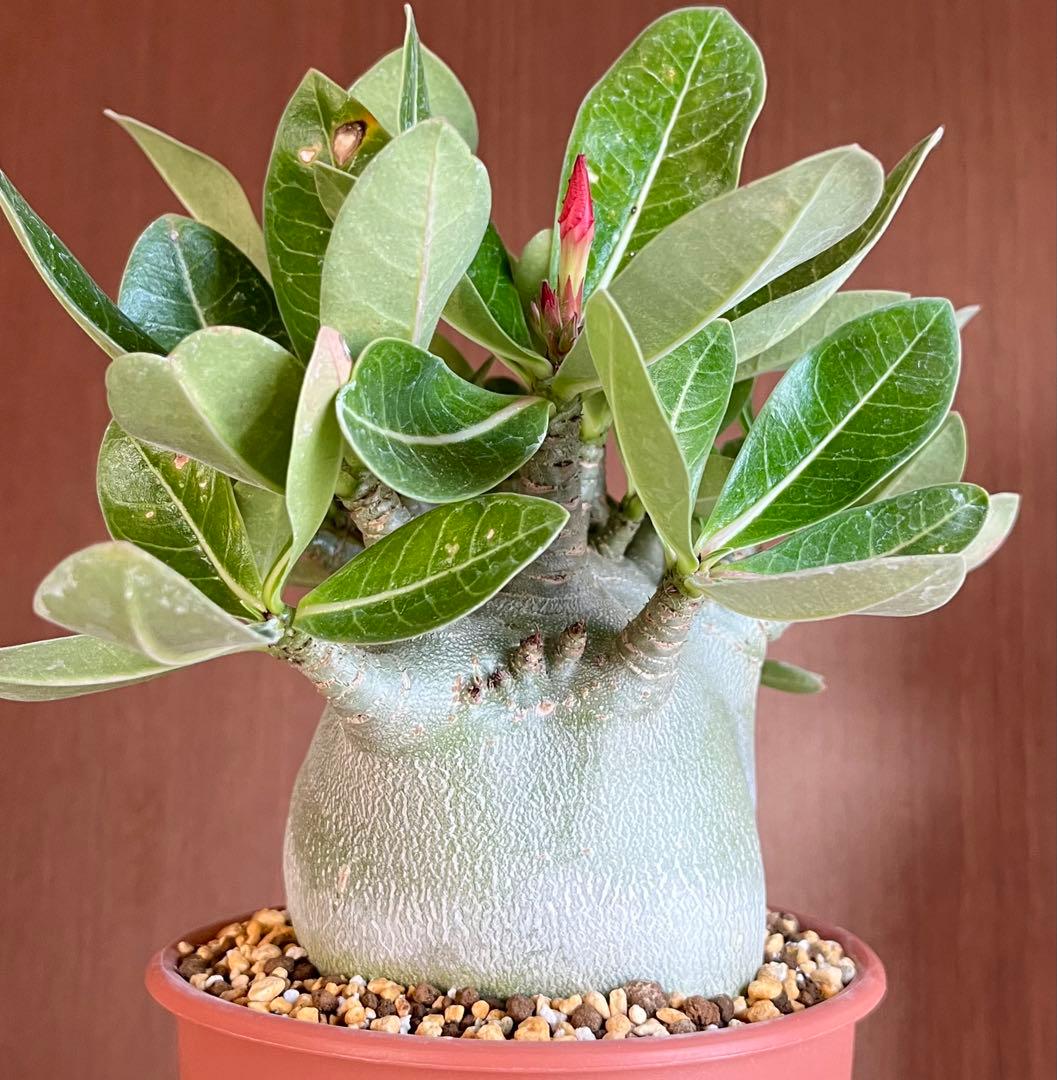 【激レア/ドワーフ/超極太/塊根】アデニウム アラビカムV2ハック鉢植えA-26