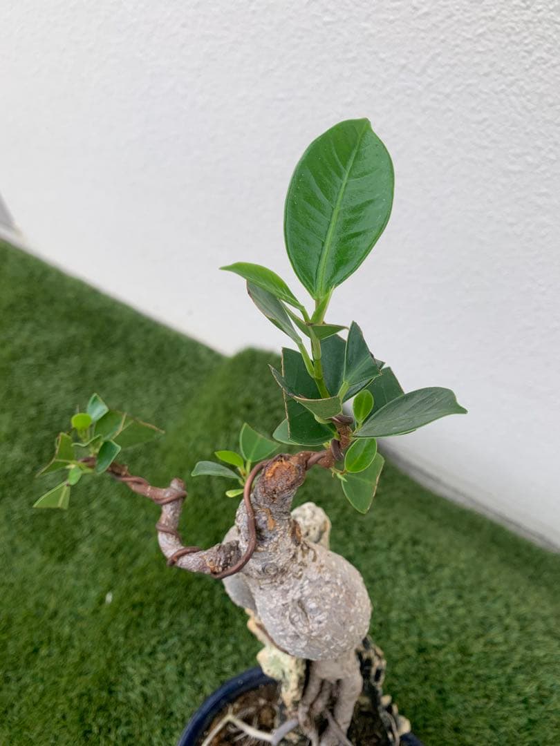 ガジュマル 盆栽