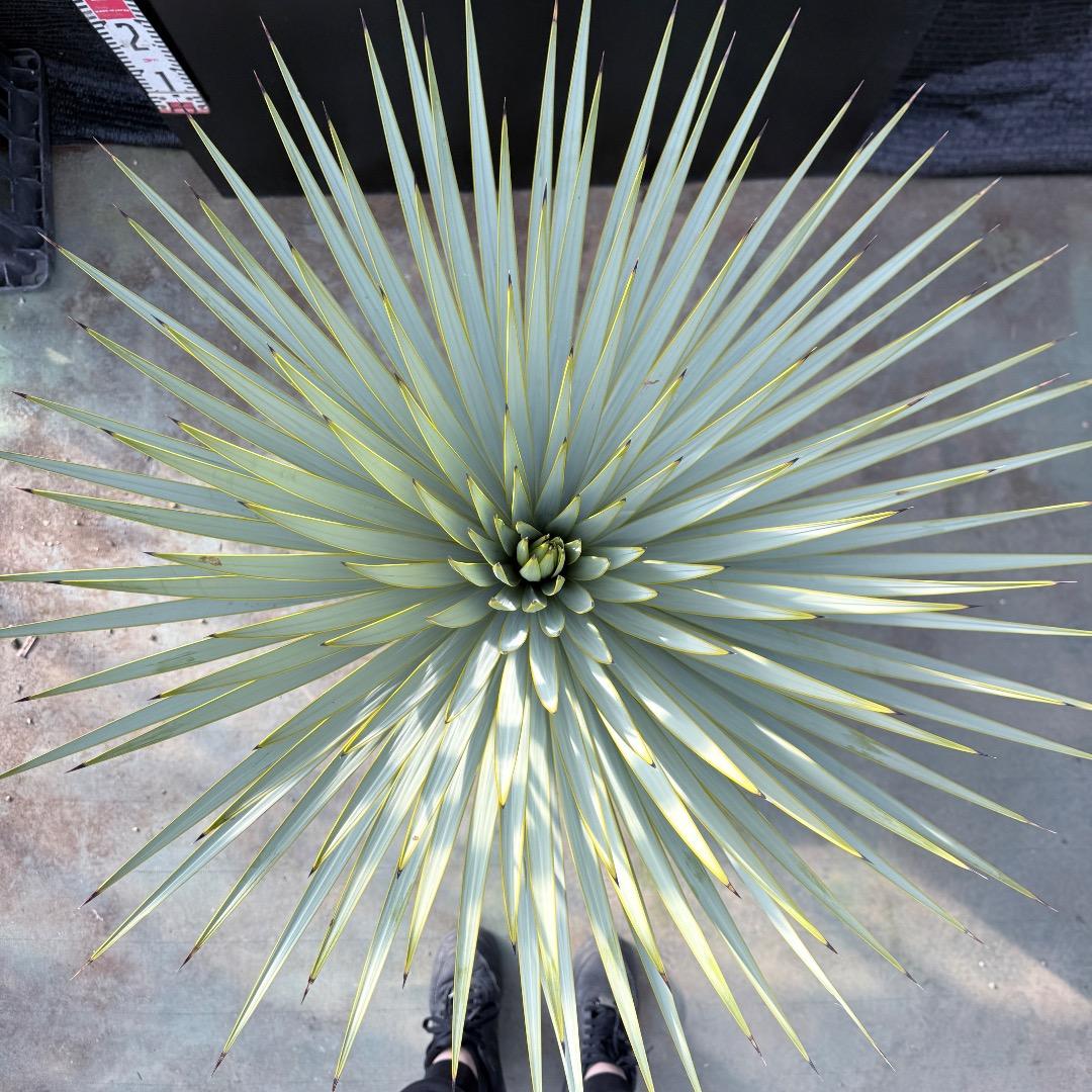 【AL1179】ユッカ　ロストラータ　超美形　極太　シルバー