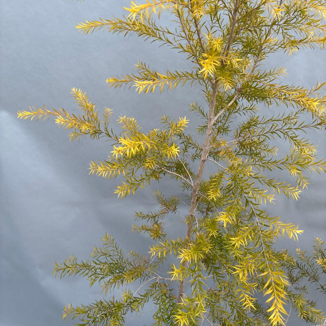 メラレウカ　レボリューションゴールド 170cm