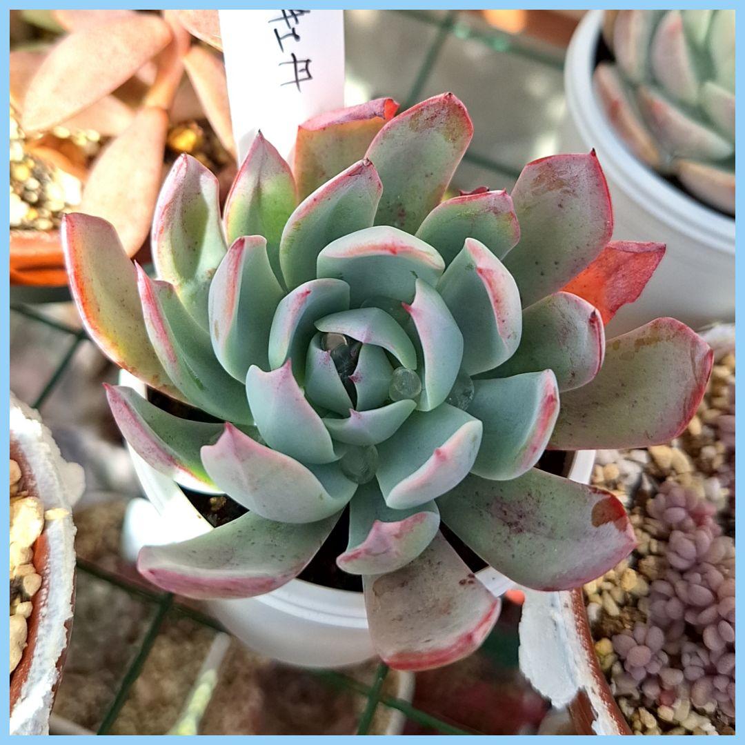 オーズプランツさん　 多肉植物　青典牡丹
