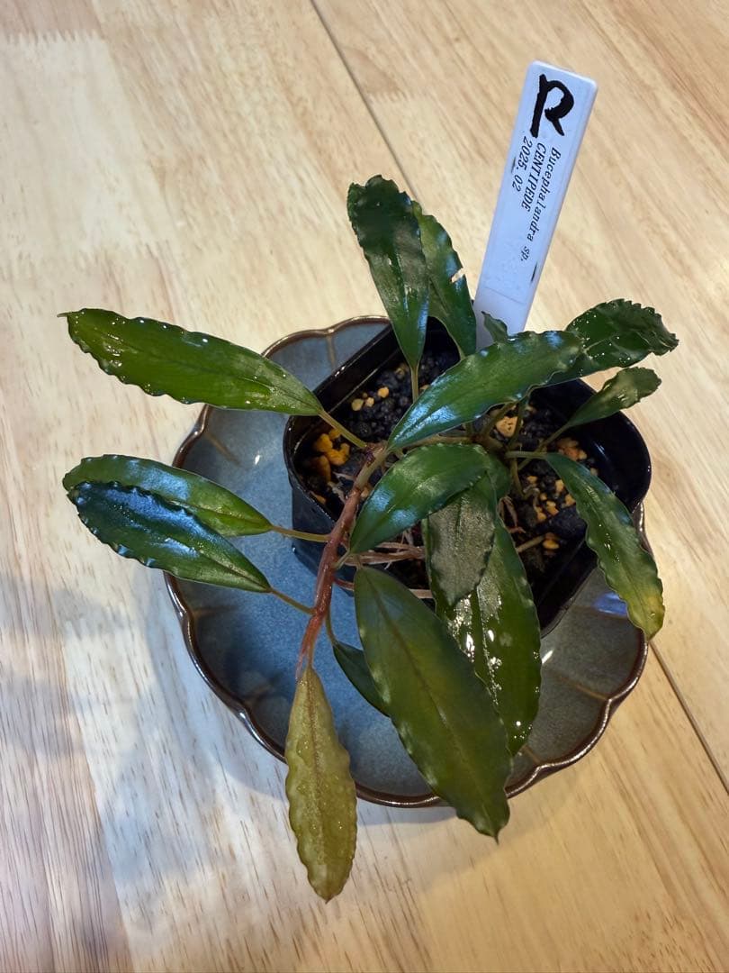 ブセファランドラお得セット B