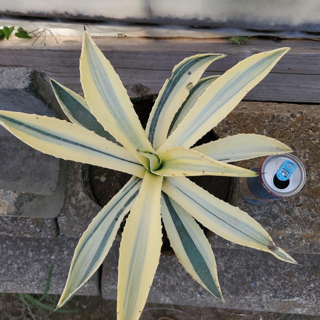 アガベ アメリカーナ 斑入り　変異株