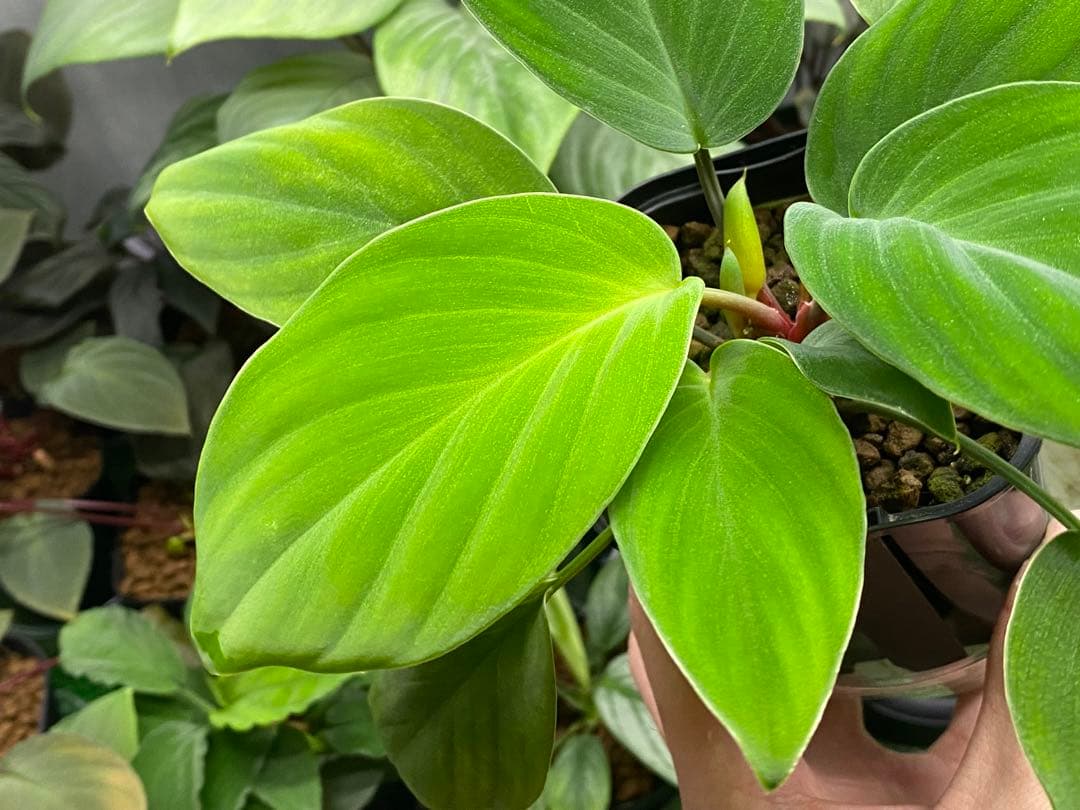 Homalomena sp. \"Kapuas-2\"【AZ0317-3】大株