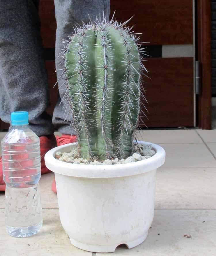 【現品】サボテン：カルネギア　サボテン　弁慶柱（べんけいちゅう） 7号　S24番