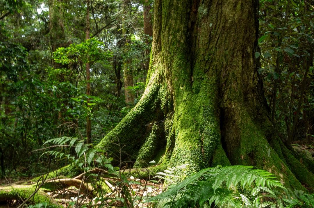 【黒死病修理済】【整備済】【極上品】PENTAX K-50（4,017枚）