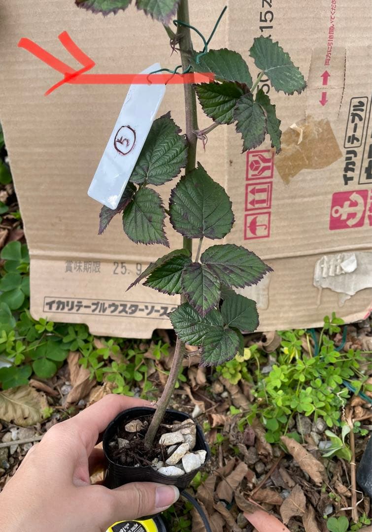 【Ryutaro】ブラックベリートリプルクラウン　取り木苗　20株