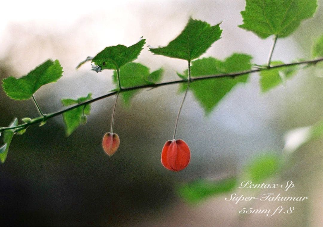 pentax sp＊純正カメラバッグ付き＊フルセット＊完動品＊美品＊初期保証