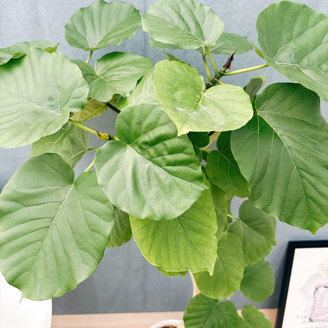 ［現品］28番　フィカス　ウンベラータ　8号　観葉植物　室内　大型　ゴムの木
