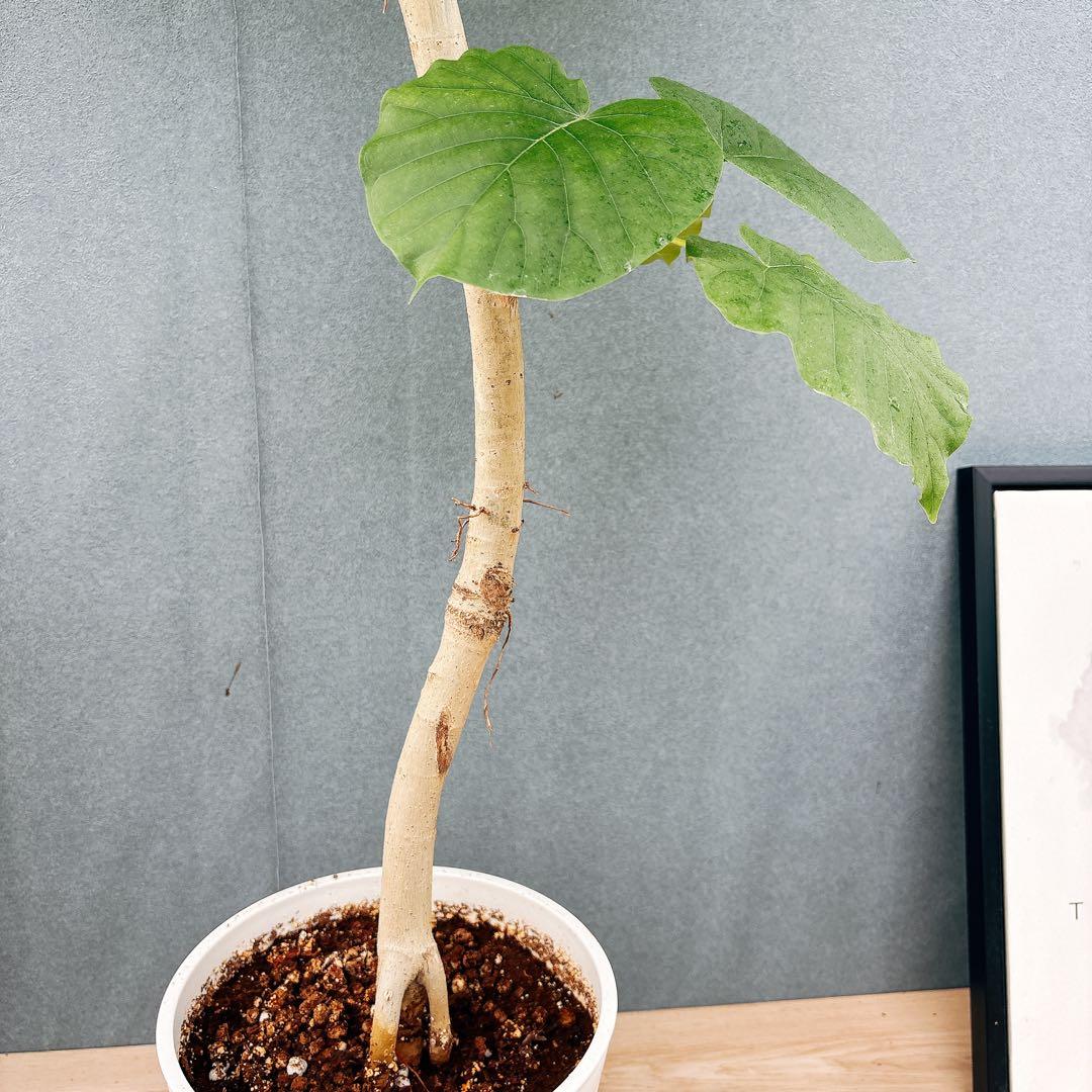 ［現品］28番　フィカス　ウンベラータ　8号　観葉植物　室内　大型　ゴムの木