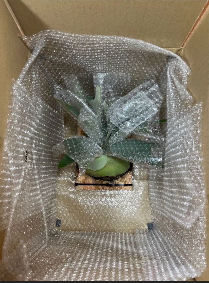 Veitchii wild vp#10 OC ベイチーワイルド　子株