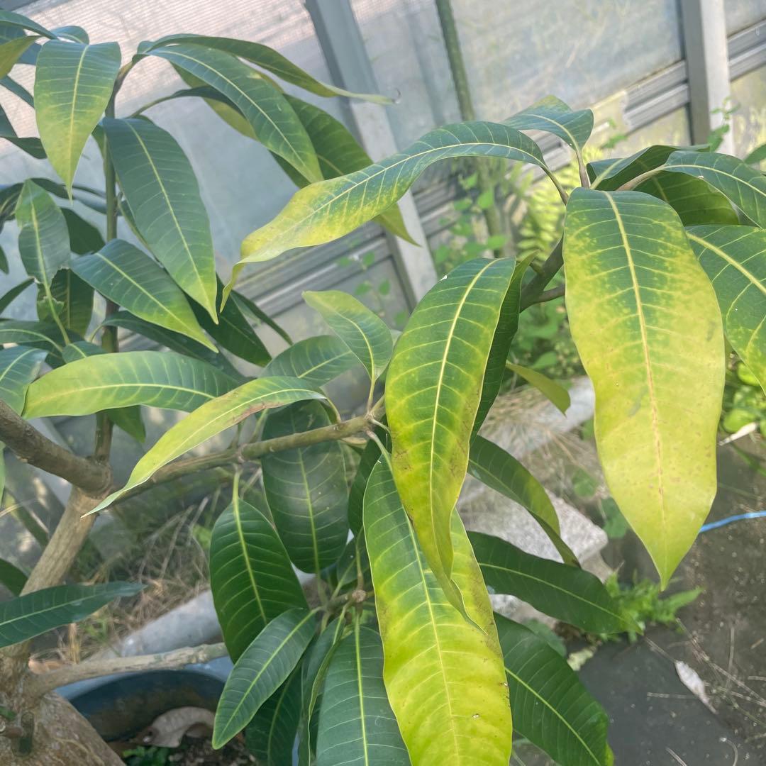 マンゴー苗　特大12号　紅キーツ　120センチカット　特価