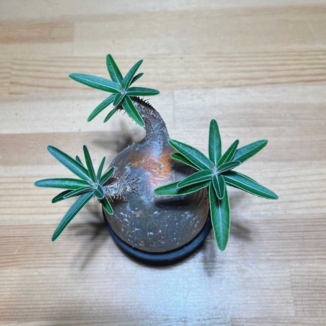 パキポディウムグラキリス 現地球 現品鉢ごと発送メルカリ便