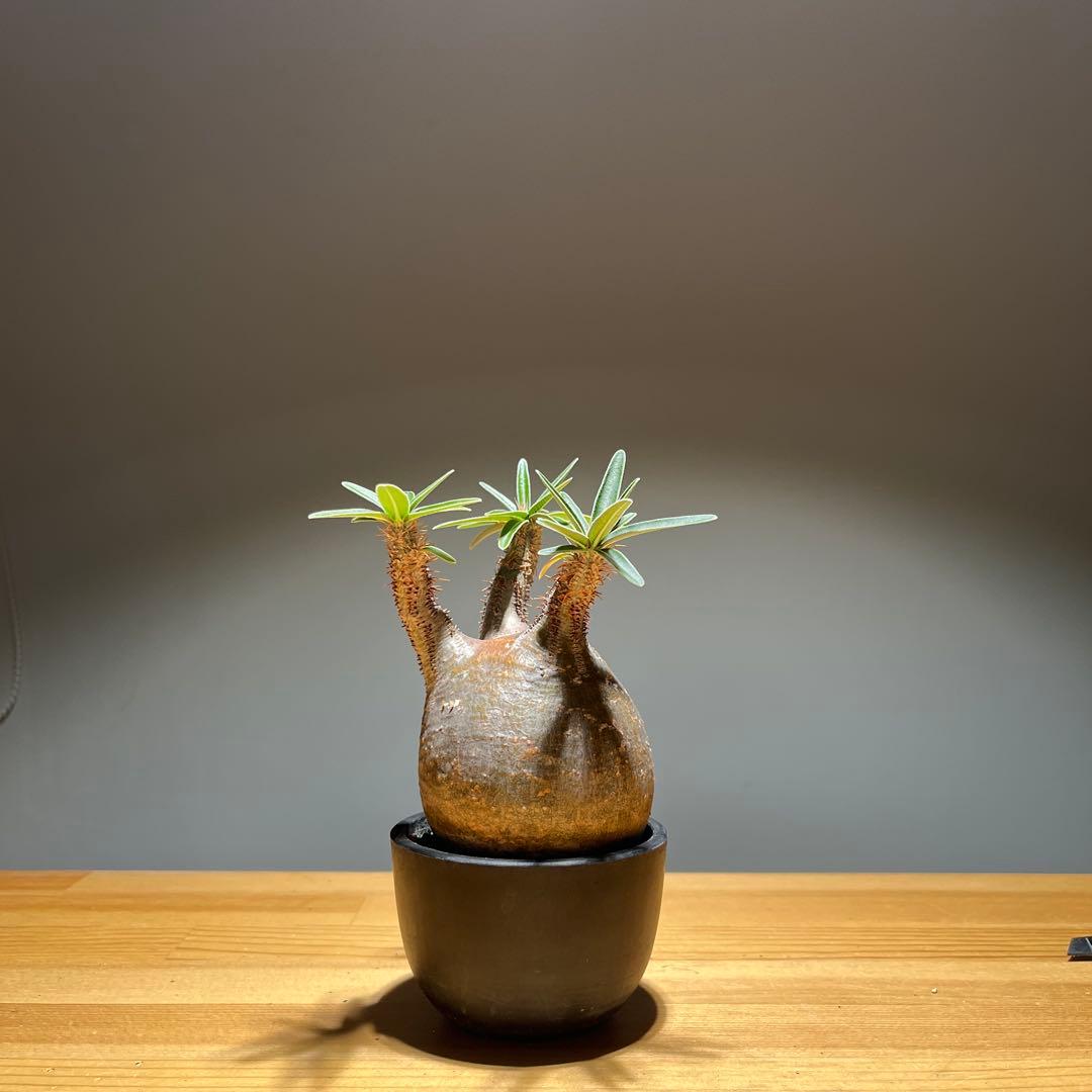 パキポディウムグラキリス 現地球 現品鉢ごと発送メルカリ便