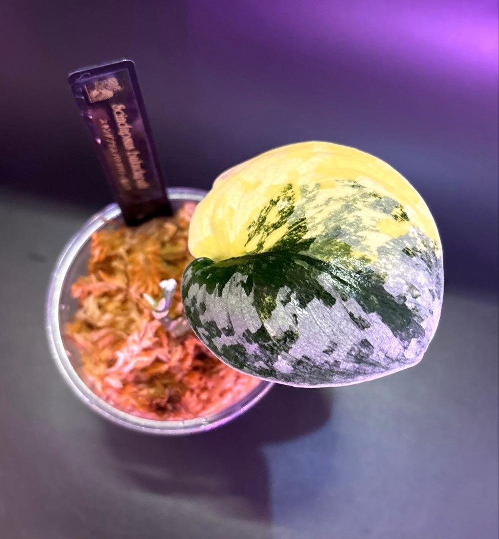 スキンダプサス　綺麗な斑入り　セットL3