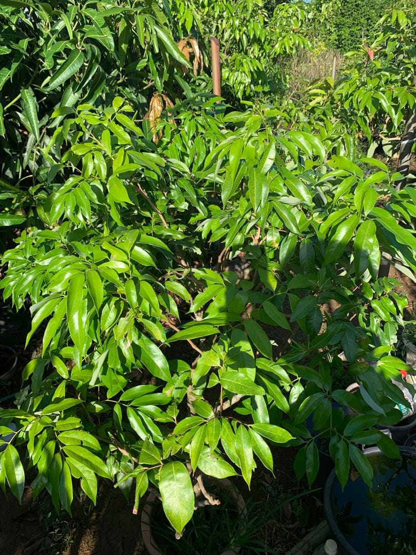 ライチ取木苗木(大) レイシ 　台湾玉荷苞　改良品種プリンセスの笑顔