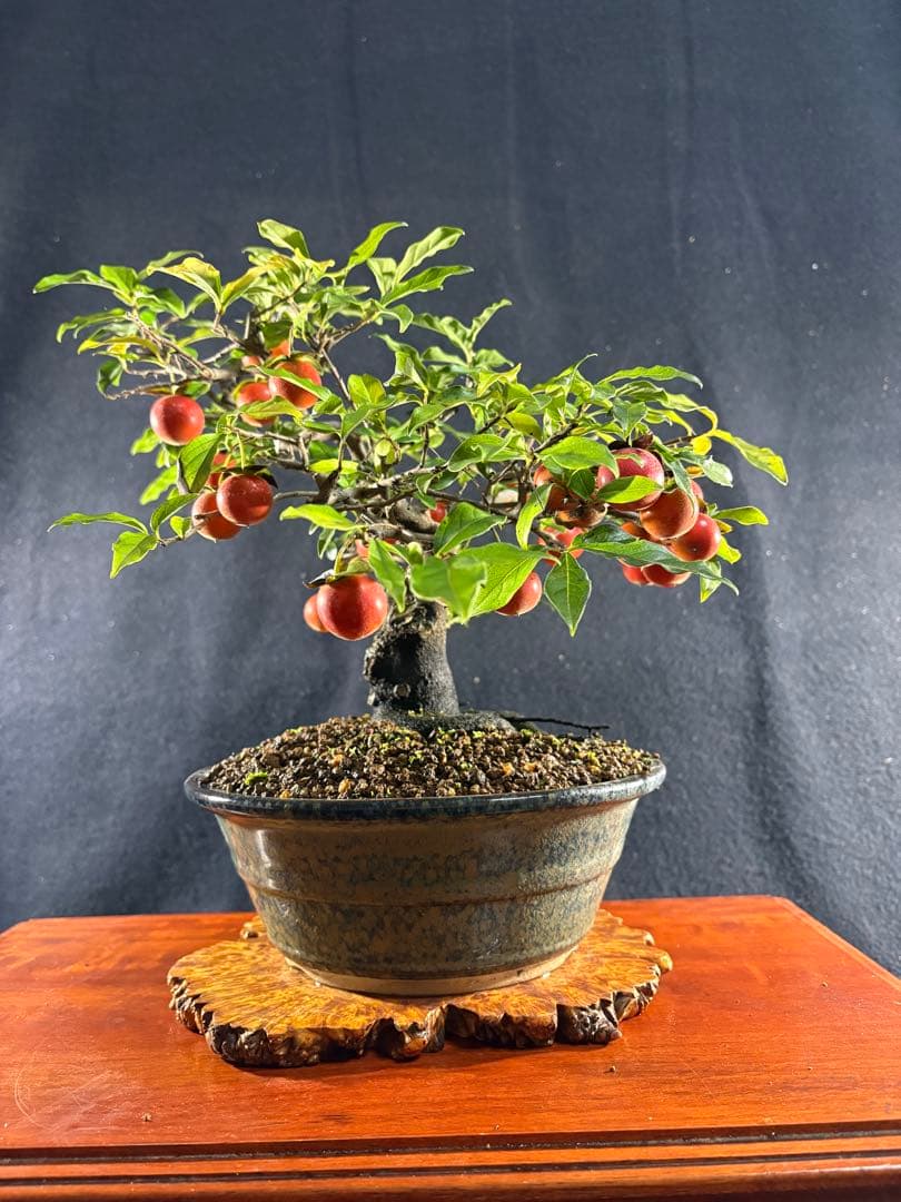 貴風盆栽、常盤木、模様木、沢山の実付き やや傷や汚れあり