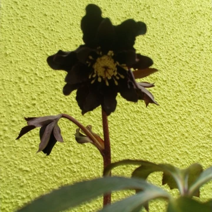 広瀬園芸。ブラックマジック。黒色の多弁花のクリスマスローズ。 NO36