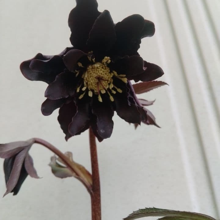 広瀬園芸。ブラックマジック。黒色の多弁花のクリスマスローズ。 NO36