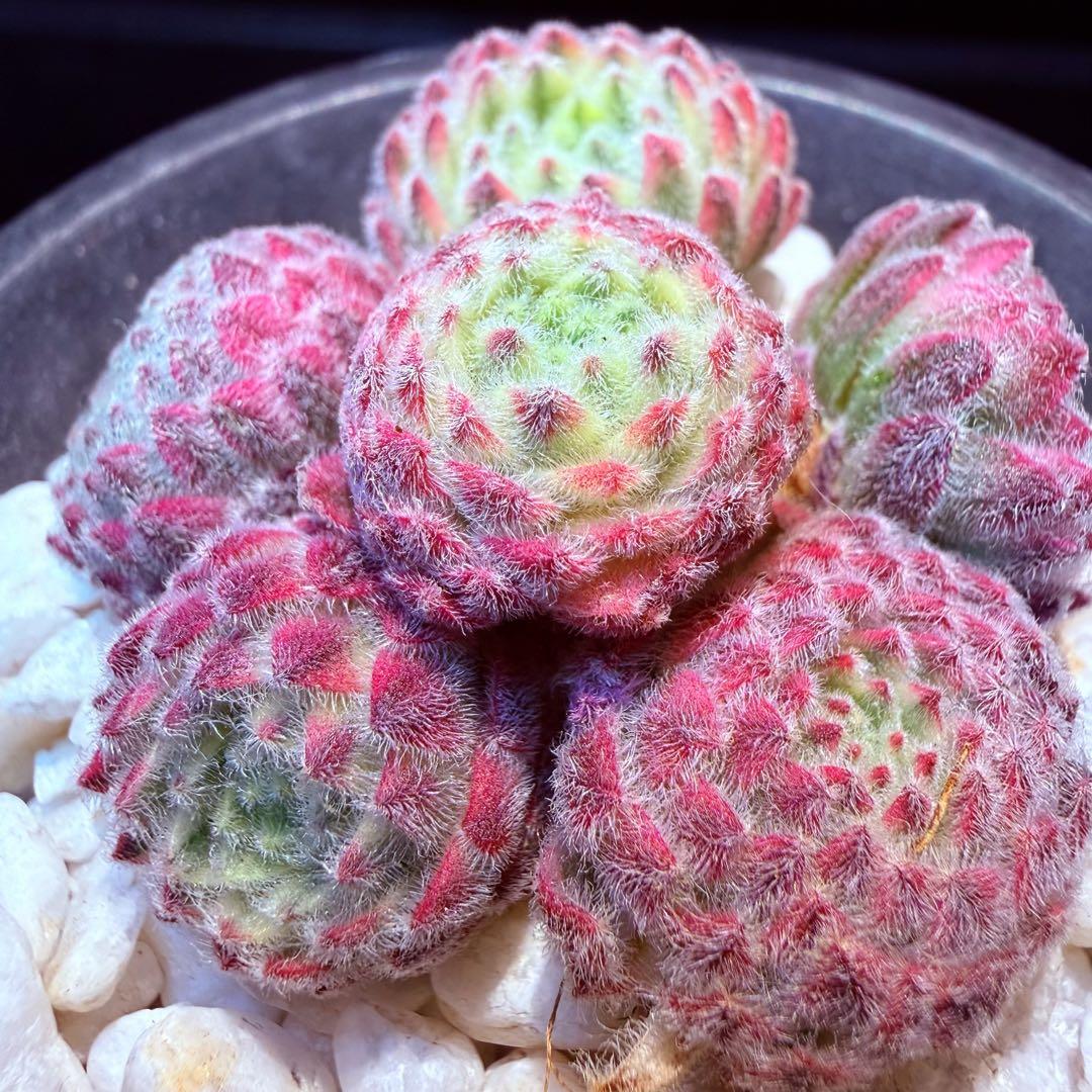 新入荷　レア新品種　センペルビウム錦　(6つ)セット　多肉植物