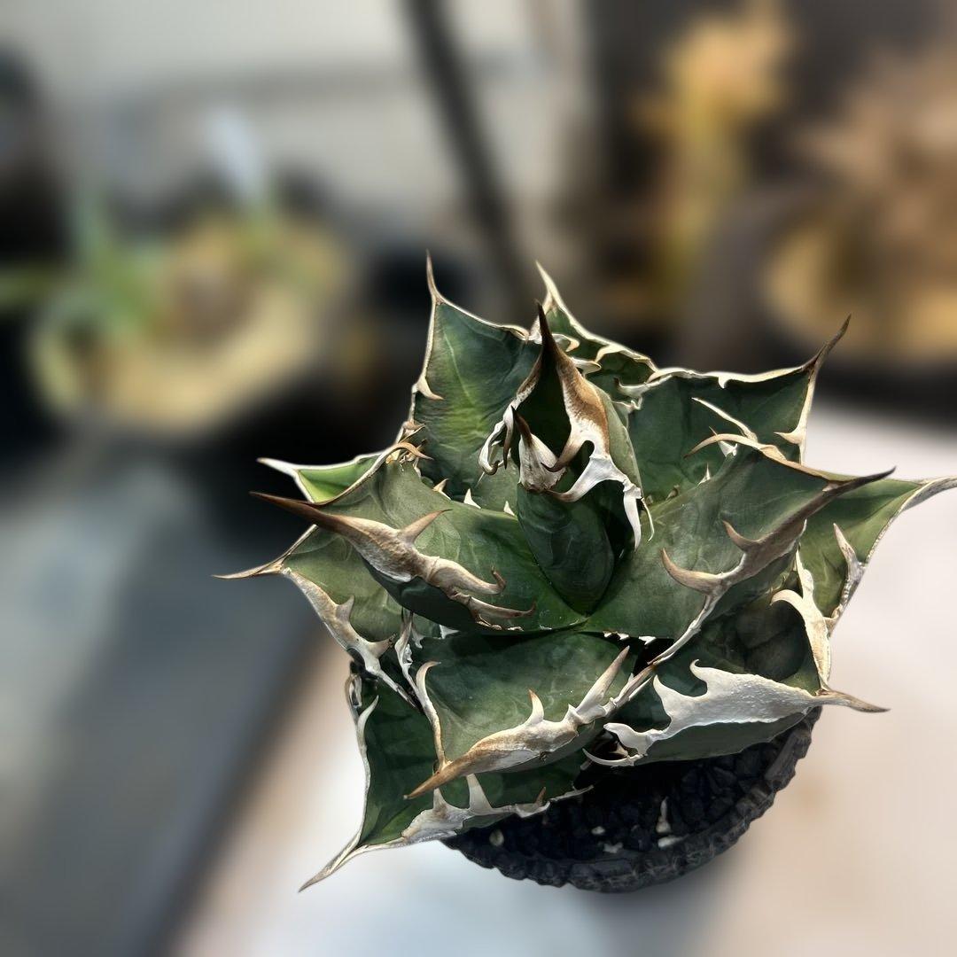 アガベ 緑色 尖った葉 SAD