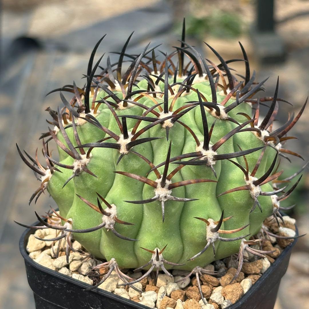 エリオシケ　極光丸