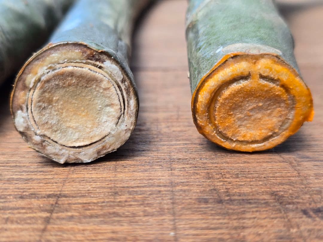 プルメリア枝苗