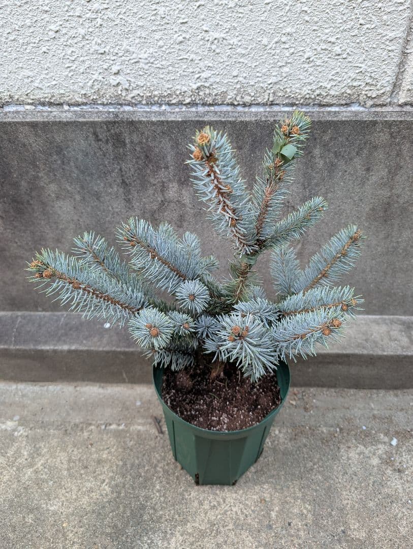 プンゲンス　ポプシー　6号ロングスリット鉢