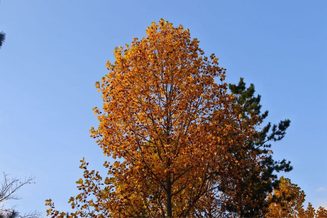 Nikon 1 J5 ミラーレスカメラ ダブルレンズキット