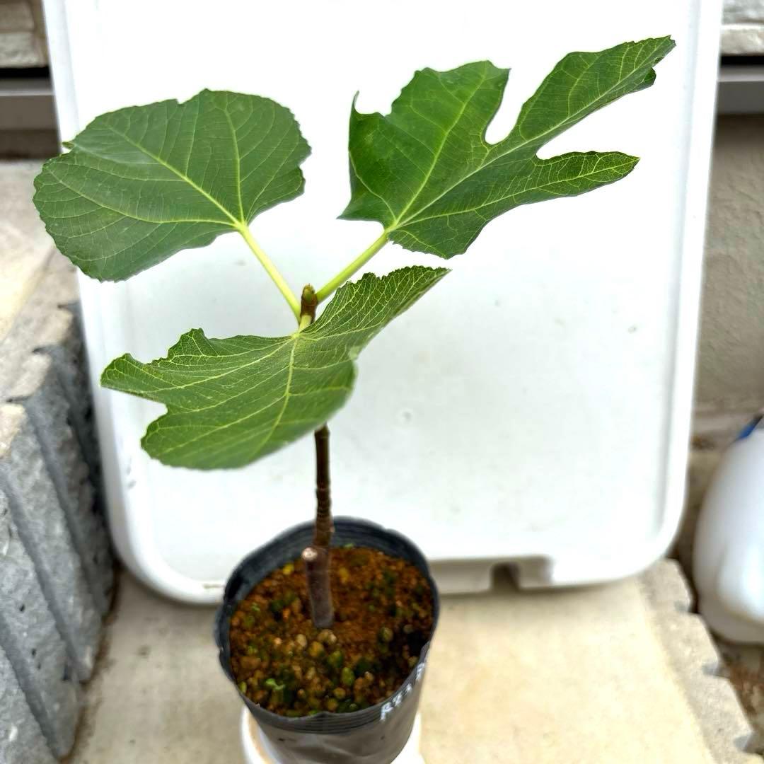 イチジクの良苗。Ben’s Golden side