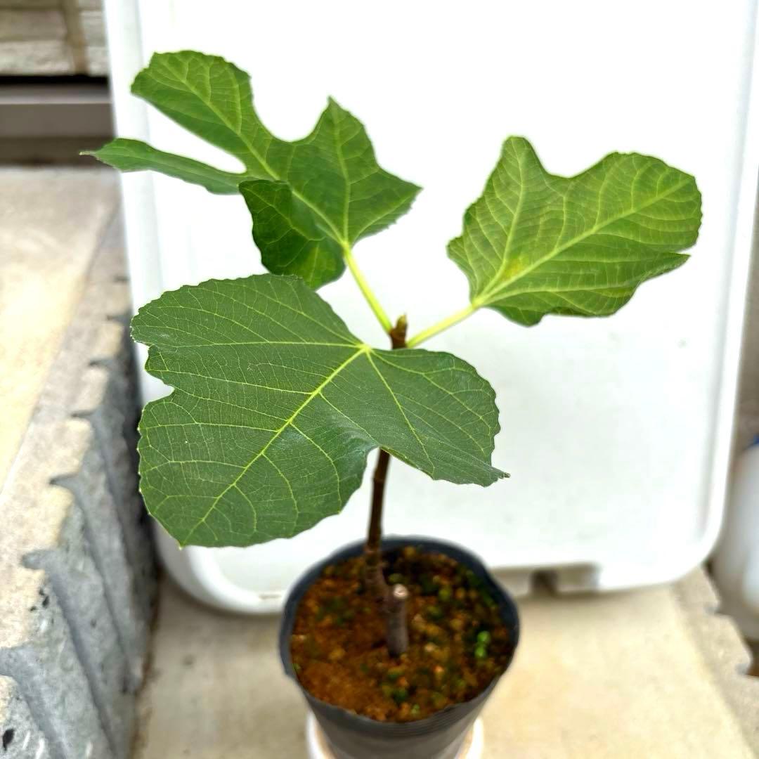 イチジクの良苗。Ben’s Golden side