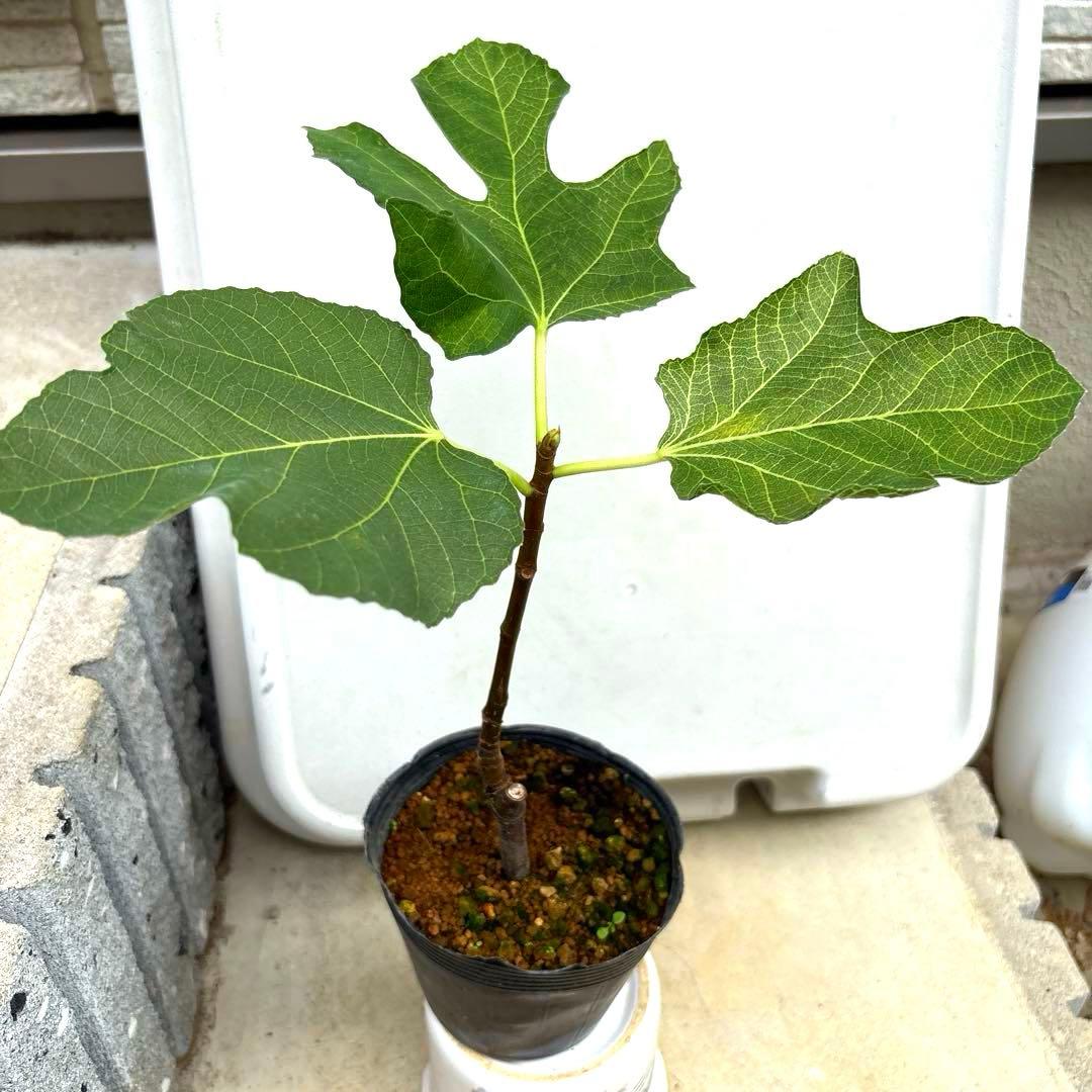 イチジクの良苗。Ben’s Golden side