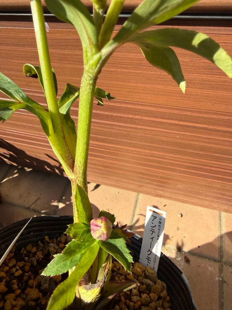 出品22日迄【未株分】加藤農園 クリスマスローズ 公認アンティークモーリー