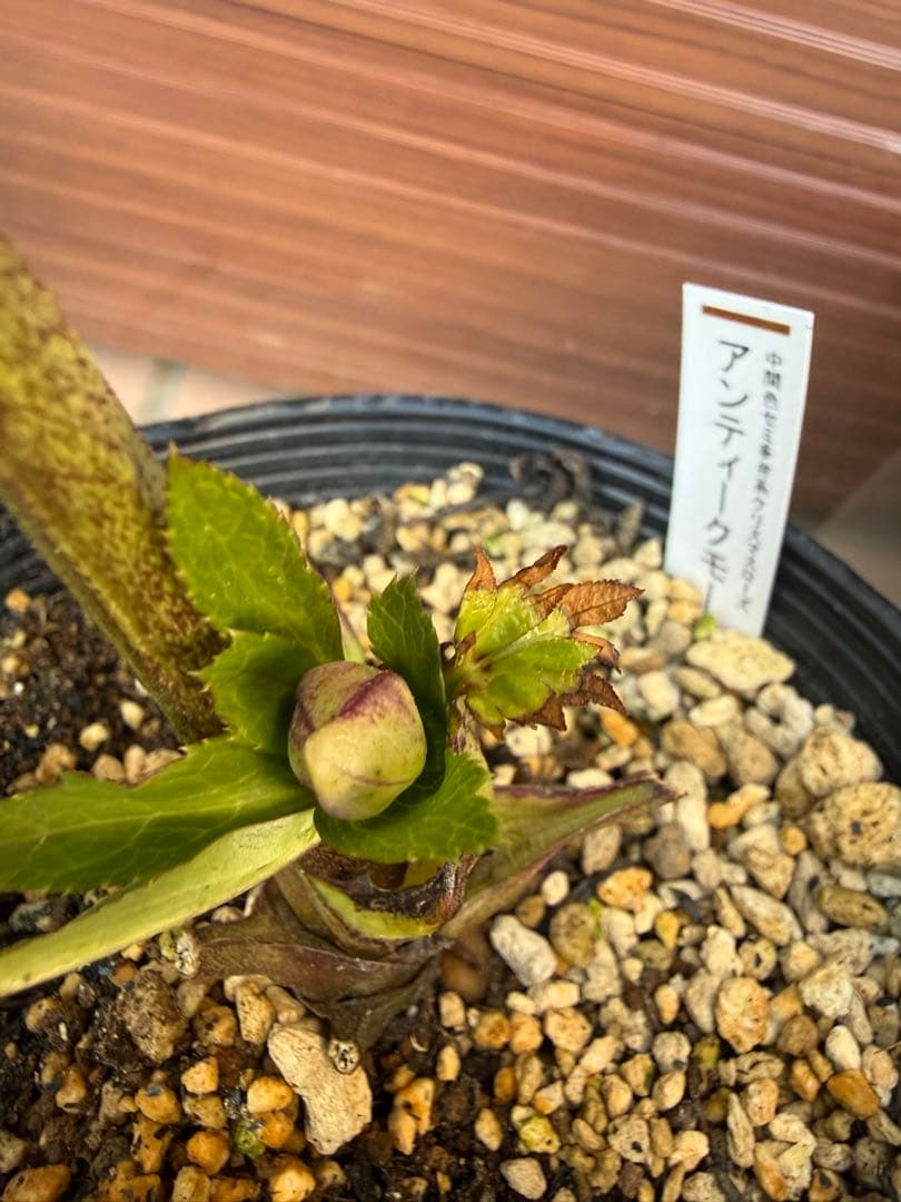 出品22日迄【未株分】加藤農園 クリスマスローズ 公認アンティークモーリー