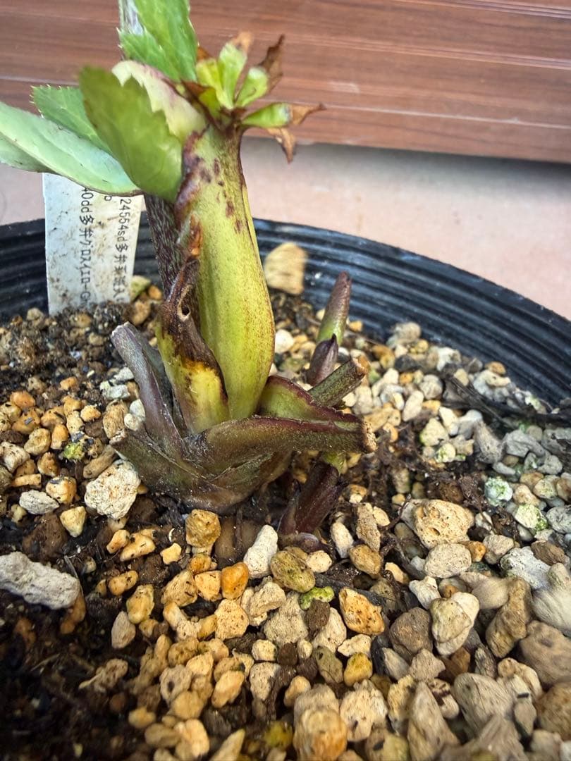 出品22日迄【未株分】加藤農園 クリスマスローズ 公認アンティークモーリー