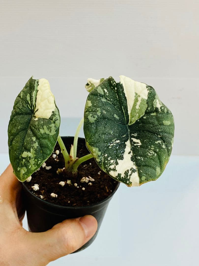 ☆超美斑☆アロカシア メロ バリエガータ 斑入り