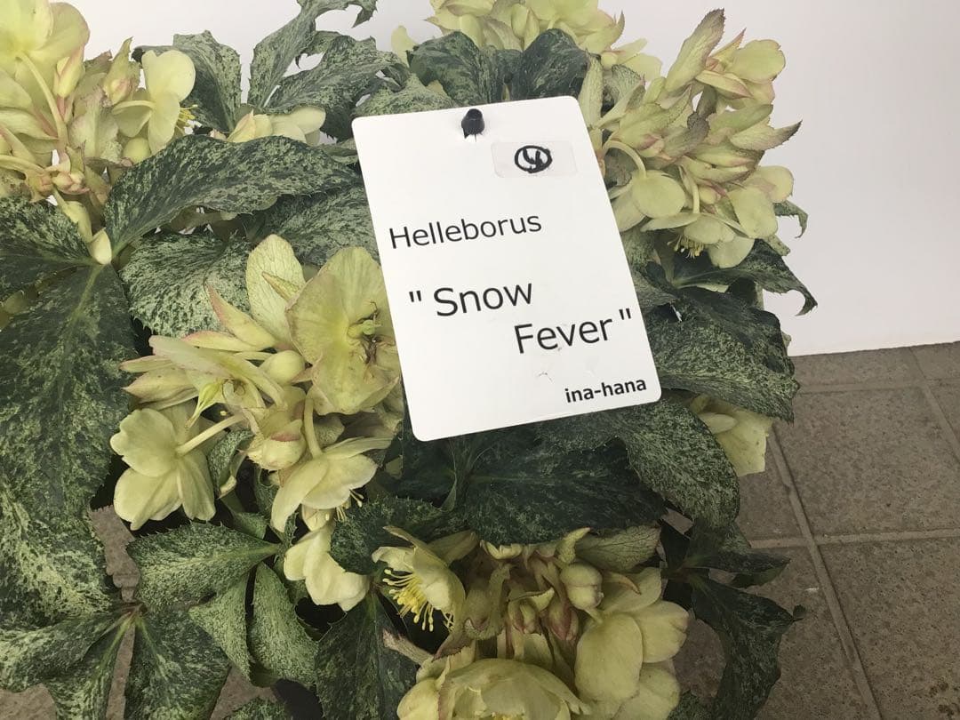 ④ 定価の5000円引きでの販売‼︎ 5年物のクリスマスローズ・スノーフィーバー