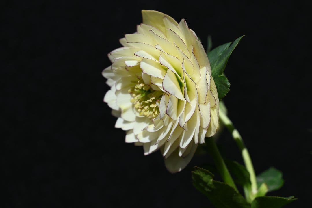 クリスマスローズ　認定！ホワイトアフロディーテ　「メビウス交配！加藤農園