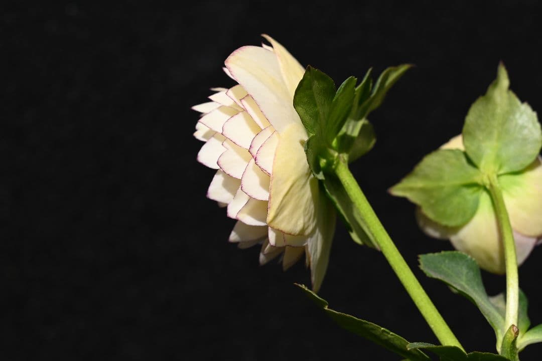 クリスマスローズ　認定！ホワイトアフロディーテ　「メビウス交配！加藤農園