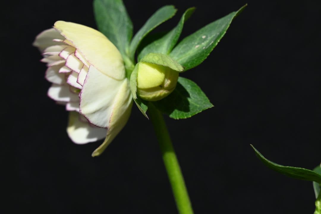 クリスマスローズ　認定！ホワイトアフロディーテ　「メビウス交配！加藤農園