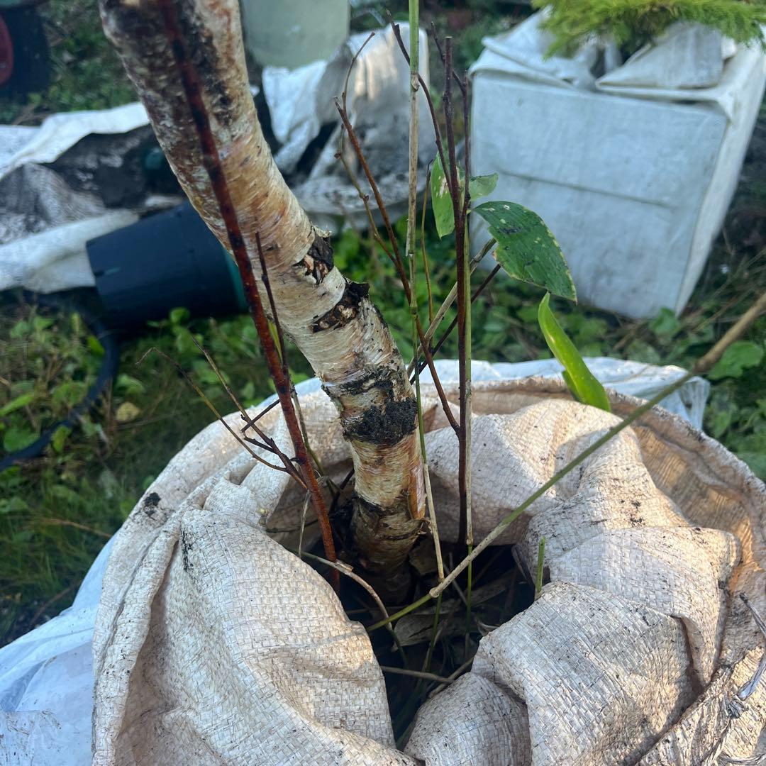 白樺2メートル以上　成木　小苗5本付