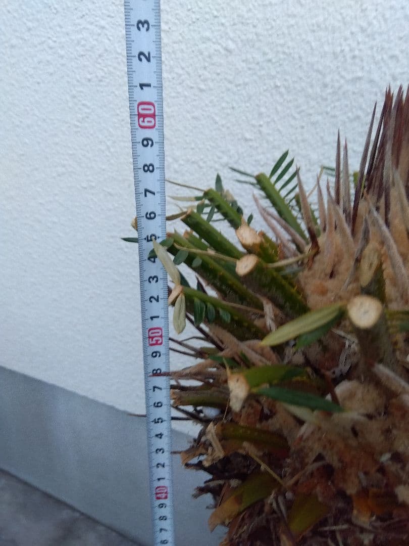 ソテツ　幹幅20センチ❗　①