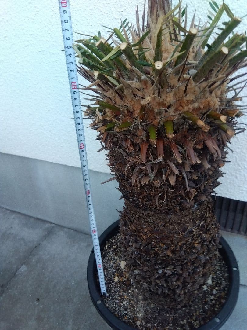 ソテツ　幹幅20センチ❗　①