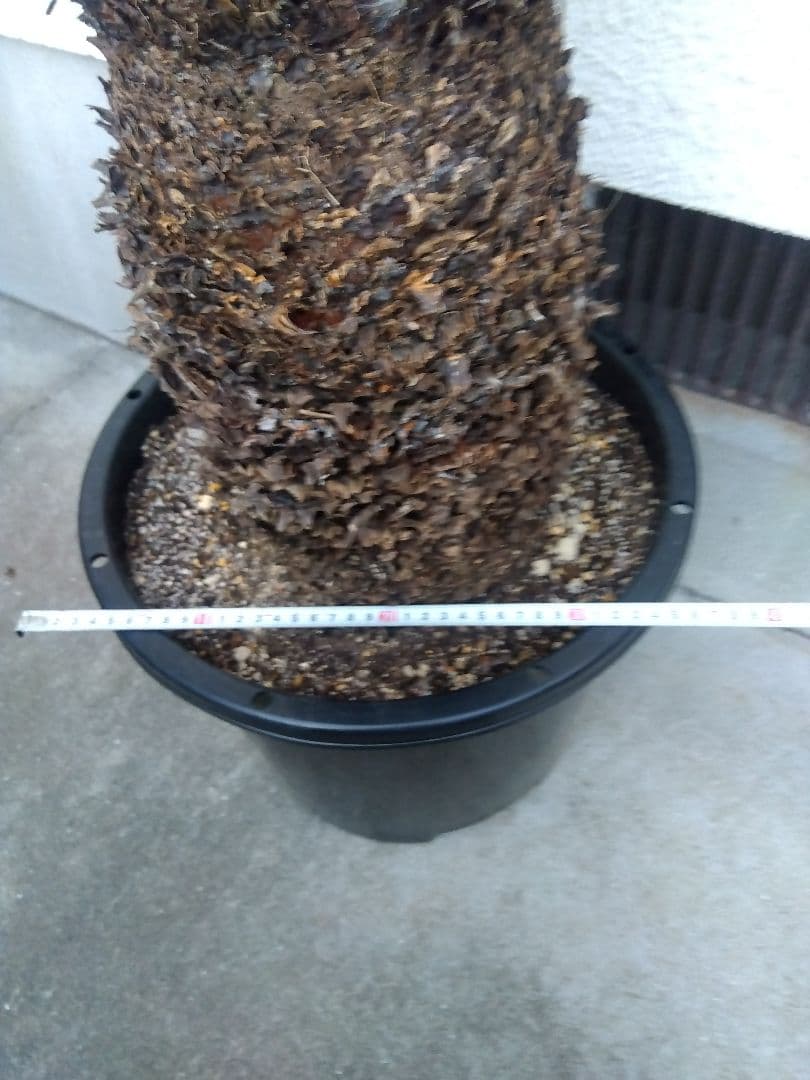 ソテツ　幹幅20センチ❗　①