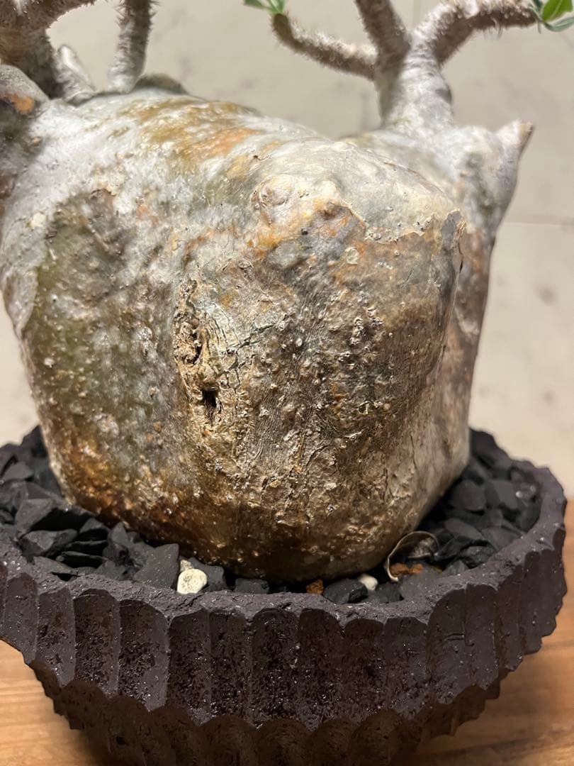 パキポディウム グラキリス 大株