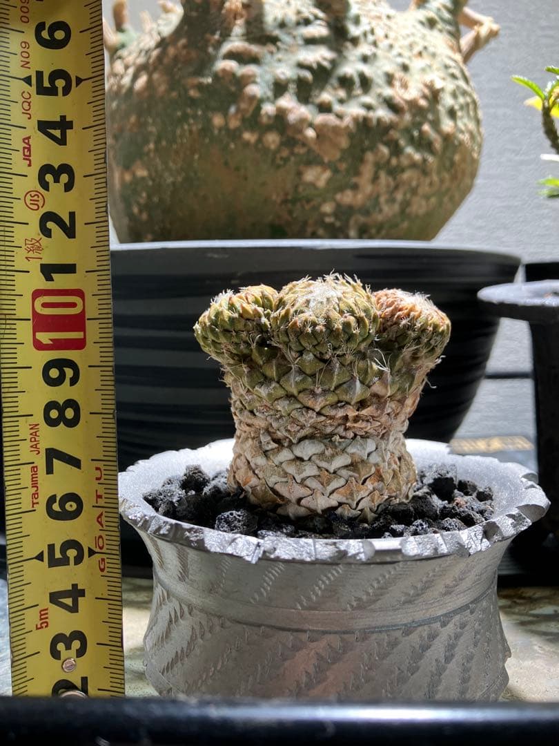 銀牡丹　ペレキフォラ　現地球　分頭株　検）グラキリス　黒王丸　パキプス　アガベ