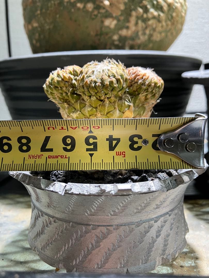 銀牡丹　ペレキフォラ　現地球　分頭株　検）グラキリス　黒王丸　パキプス　アガベ