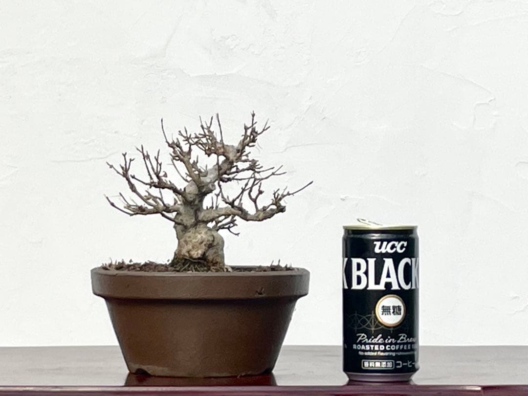 三河盆栽　カエデ　楓　小品素材　小品盆栽　変わり木